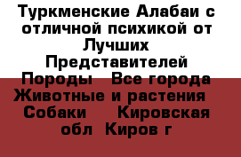 Туркменские Алабаи с отличной психикой от Лучших Представителей Породы - Все города Животные и растения » Собаки   . Кировская обл.,Киров г.